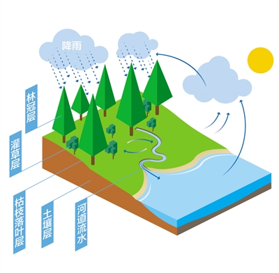 森林為什么是“水庫”？