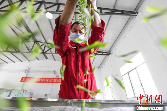 村民將茶葉攤青晾干?！钊A峰 攝