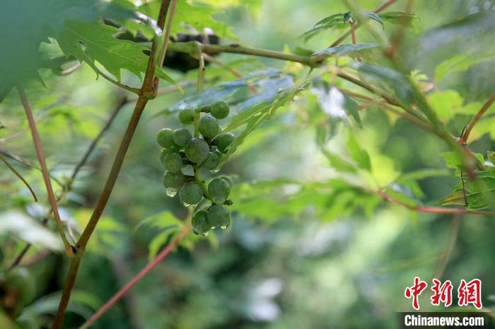 野生動(dòng)物在北京：如何筑牢生物多樣性“保護(hù)網(wǎng)”？