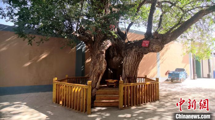圖為阿河灘地質(zhì)文化村樹齡高達800年的空心古榆樹?！埡ｖ?攝
