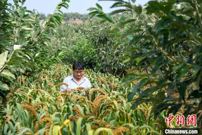 農(nóng)業(yè)專家劉正理正在查看谷子生長情況?！≮w亮 攝