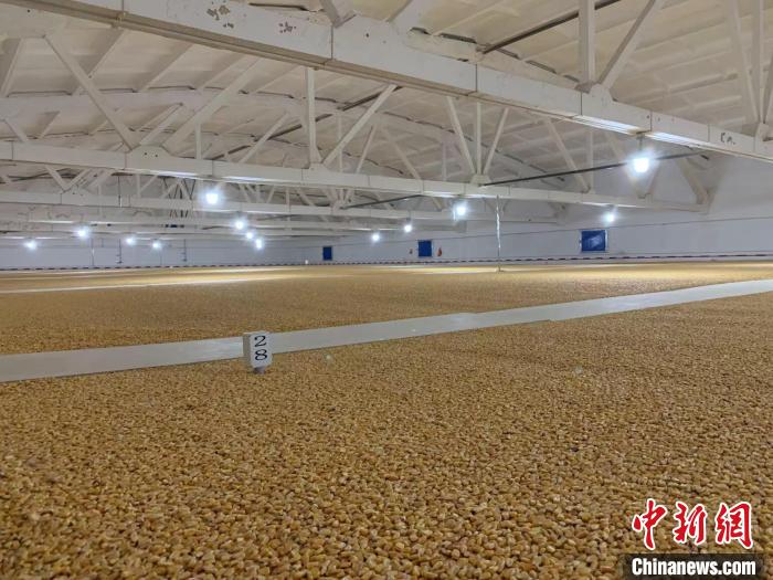 倉內(nèi)清涼干爽、遍地金黃，上千平方米的糧食盡收眼底。　王惠琳 攝