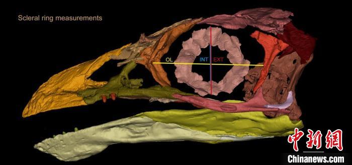 熱河鳥STM3-8化石標(biāo)本的鞏膜環(huán)復(fù)原及測量示意圖。　胡晗 供圖