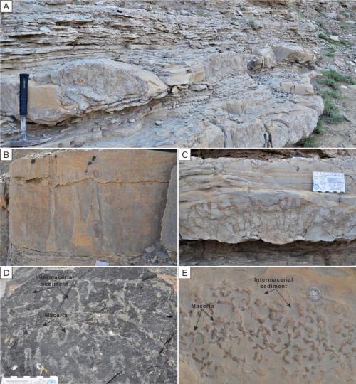 寒武系生物礁沉積模式示意圖?！∧瞎潘?供圖