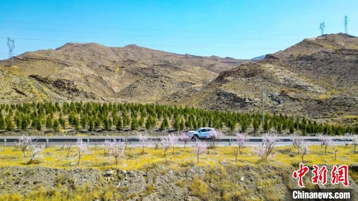 生態(tài)修復(fù)后逐漸變綠的賀蘭山石嘴山段?！∈焐绞形麄鞑抗﹫D