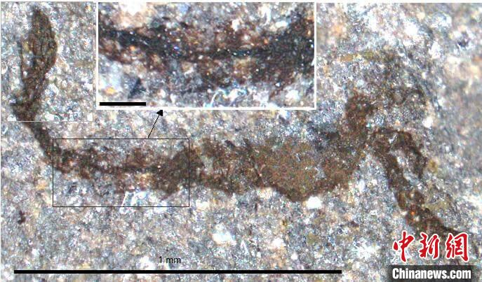 一個類似于寒武紀大附肢綱節(jié)肢動物Yohoia的新物種(圖片來自Joe Botting)。　施普林格·自然 供圖