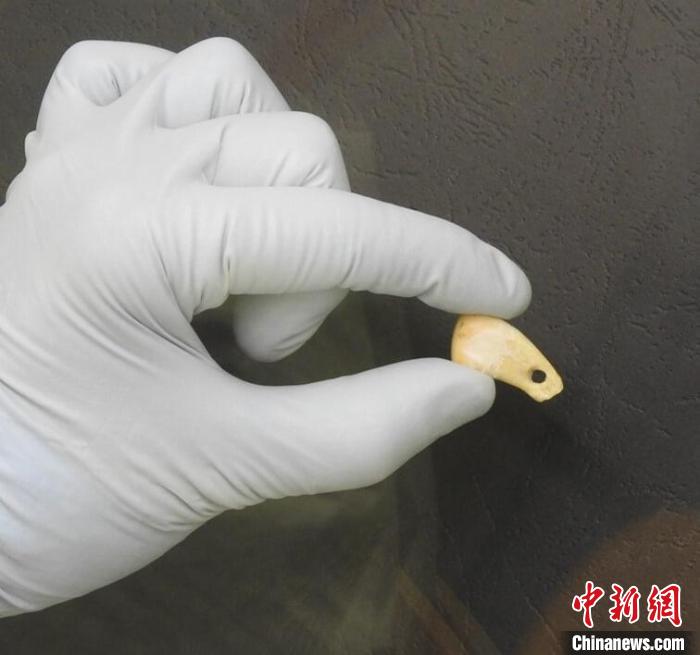 打孔鹿牙墜飾提取DNA后(圖片來(lái)自馬克斯·普朗克演化人類(lèi)學(xué)研究所)?！∈┢樟指瘛ぷ匀?供圖