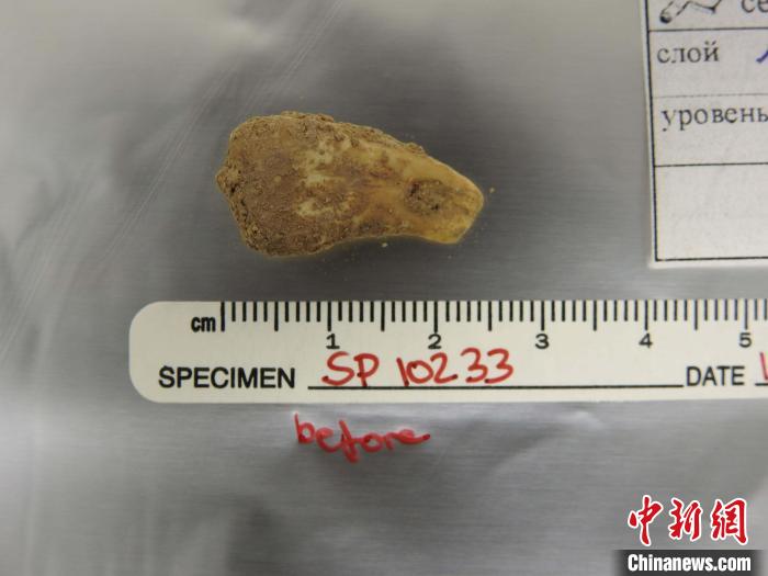 打孔鹿牙墜飾提取DNA前(圖片來(lái)自馬克斯·普朗克演化人類(lèi)學(xué)研究所)?！∈┢樟指瘛ぷ匀?供圖