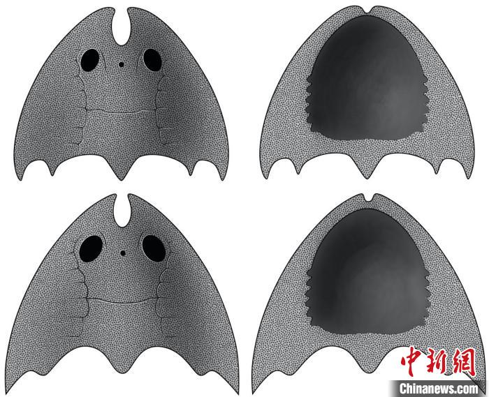 九江江夏魚(yú)(上)和后棘江夏魚(yú)(下)(史愛(ài)娟/繪)?！≈锌圃汗偶棺邓?供圖
