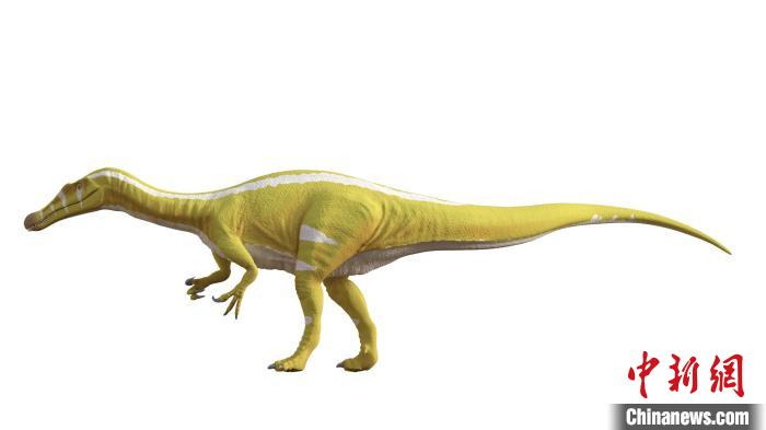 棘龍類(lèi)新物種Protathlitis cinctorrensis(圖源Grup Guix)?！∈┢樟指瘛ぷ匀?供圖