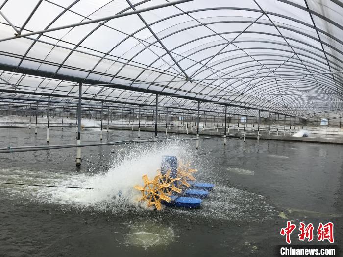 南美白對蝦養(yǎng)殖基地。　象山蝦蟹科技小院供圖