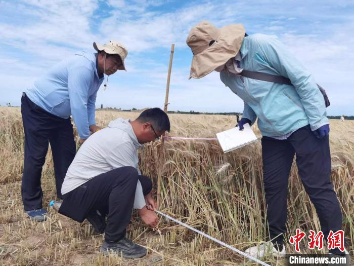去年新疆冬小麥高產(chǎn)紀(jì)錄是863.8公斤?！⊙Μ| 攝