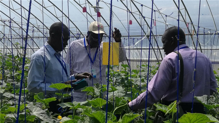 孫釗向當(dāng)?shù)剞r(nóng)戶講解粘蟲(chóng)板工作原理。受訪者供圖