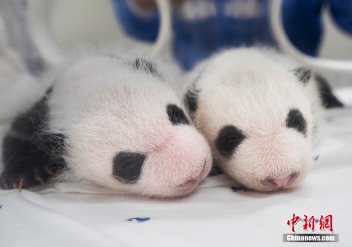 當?shù)貢r間8月7日，韓國三星愛寶樂園公布雌性雙胞胎大熊貓幼崽(左為姐姐，右為妹妹)于6日拍攝的滿月照。愛寶樂園 供圖