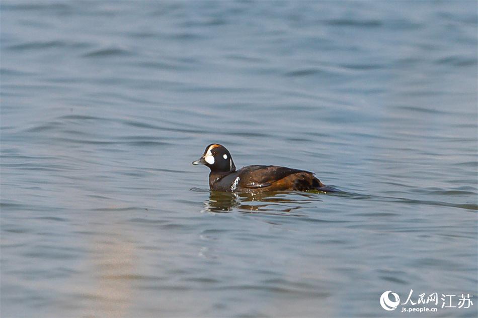 丑鴨首次現(xiàn)身鹽城黃海濕地。 周晨曦?cái)z