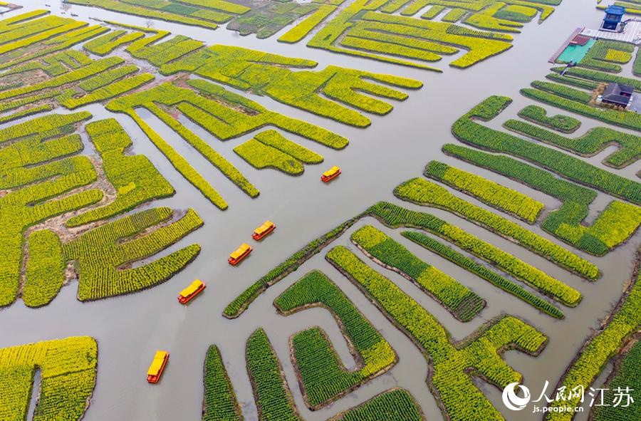 萬(wàn)畝“垛田”陸續(xù)披上金裝。周社根攝