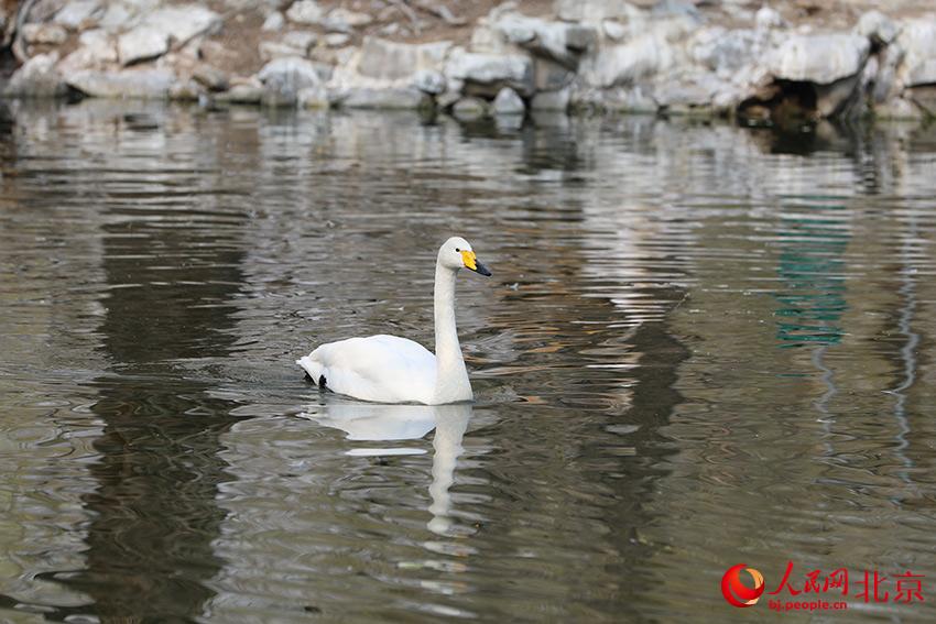 北京動(dòng)物園水禽湖上，水鳥游弋其中，傳遞春的消息。人民網(wǎng) 尹星云攝