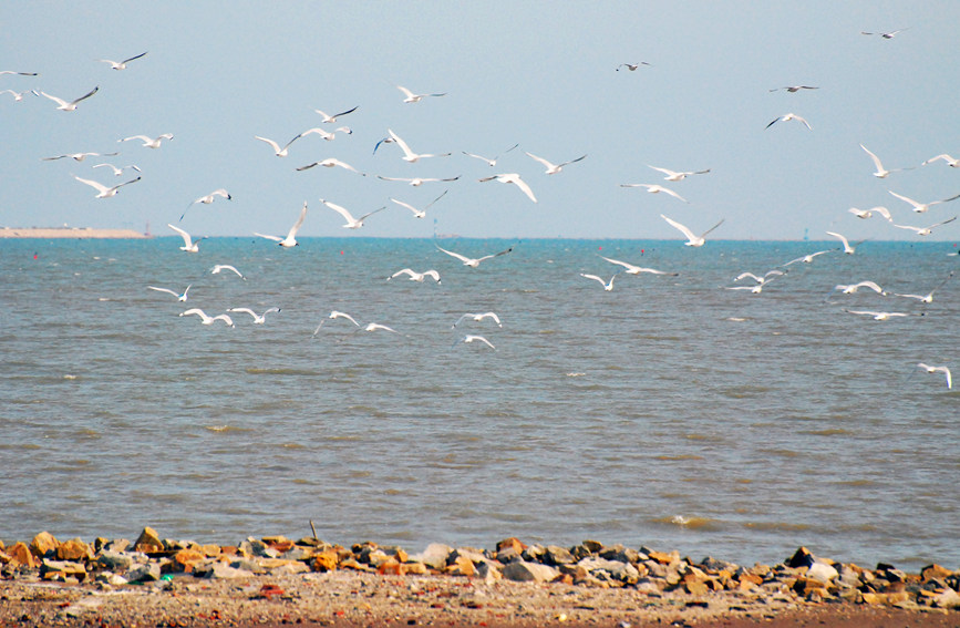 “鳥中大熊貓”遺鷗飛抵濱城。戈榮喜攝