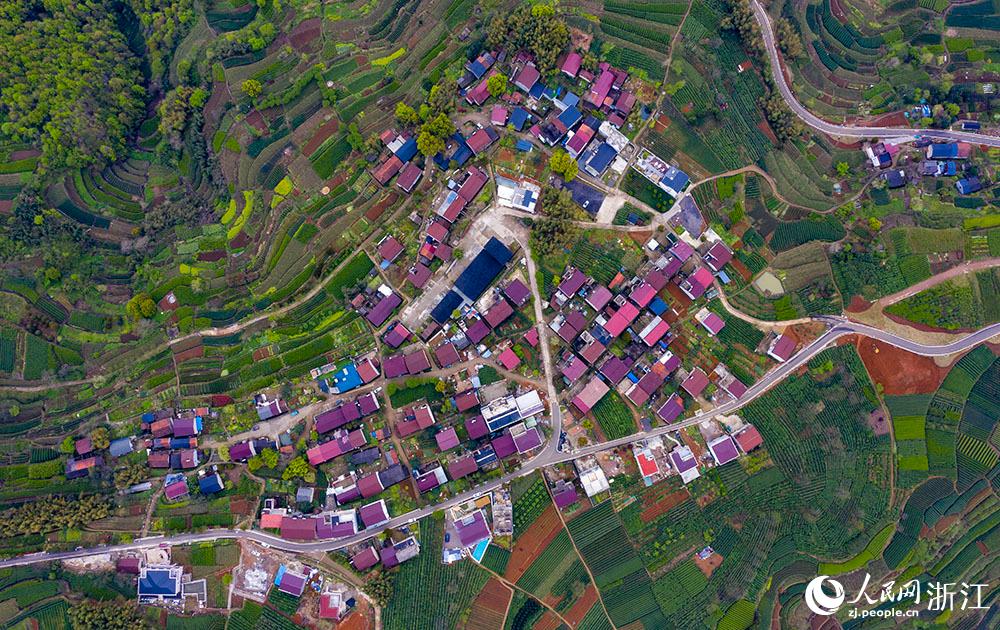 4月1日，紹興市新昌縣東茗鄉(xiāng)下巖貝村風(fēng)光秀麗，茶園旖旎。人民網(wǎng) 章勇濤攝