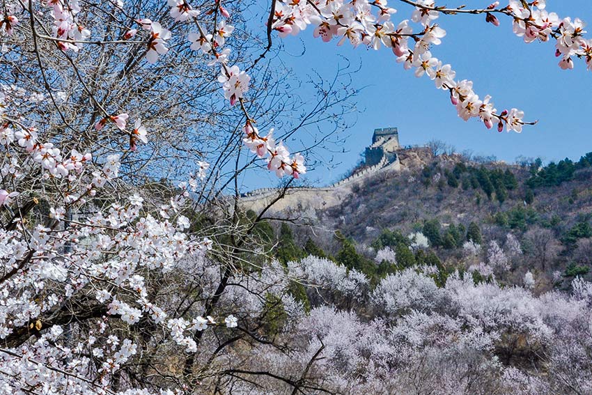 眼下，八達(dá)嶺長(zhǎng)城內(nèi)外春花爭(zhēng)艷。陸軍攝