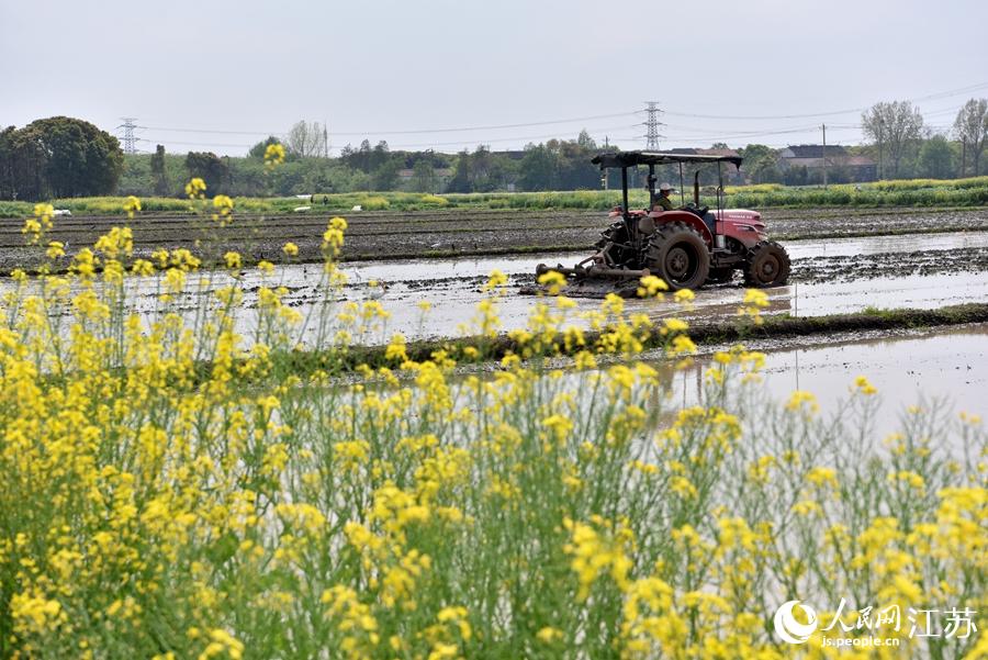 第一批早稻開(kāi)始插播。崔煒攝