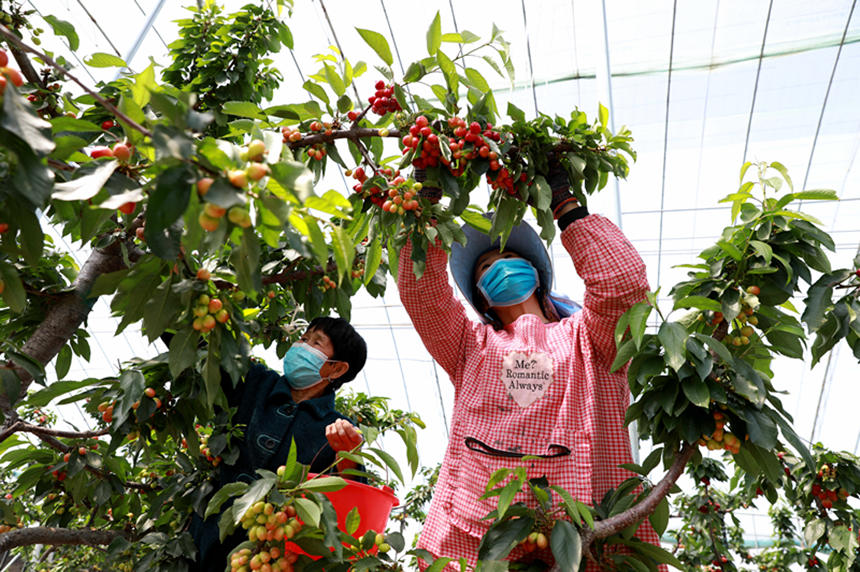 河北省邢臺市任澤區(qū)東古城村果農(nóng)在大棚里采摘櫻桃。 宋杰攝
