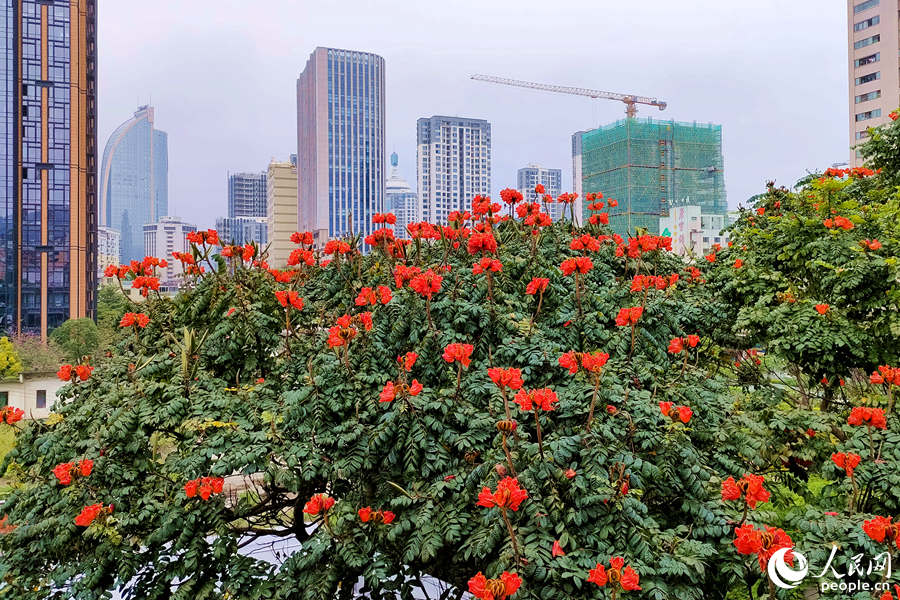 廈門火焰木進入盛放期。人民網(wǎng) 陳博攝