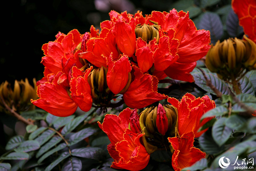 一朵朵紅花在枝葉頂端綻放。人民網(wǎng) 陳博攝