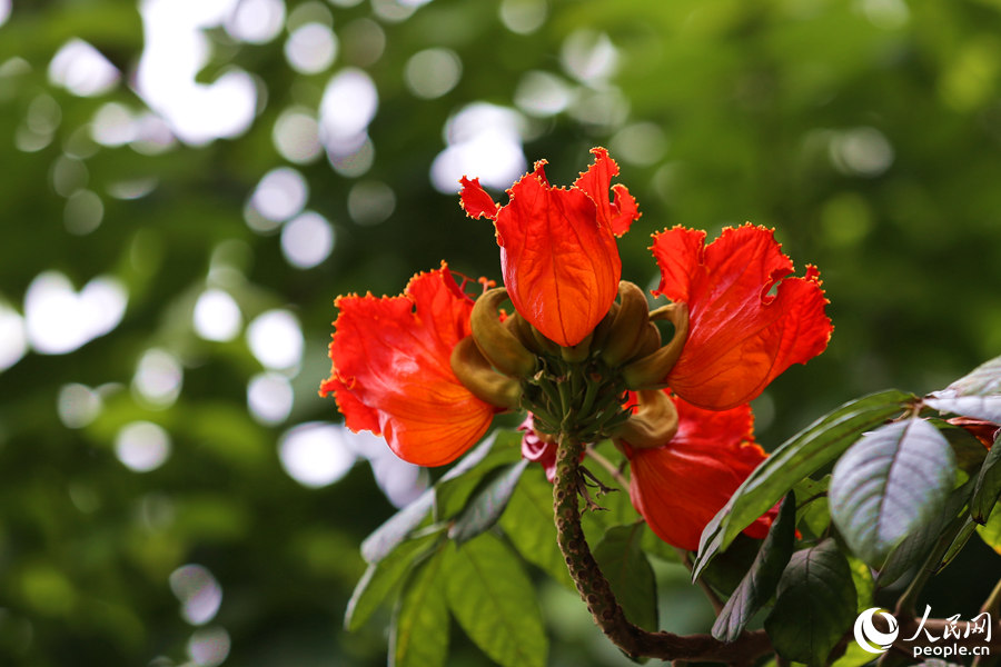 火焰木花冠呈鐘形。人民網(wǎng) 陳博攝