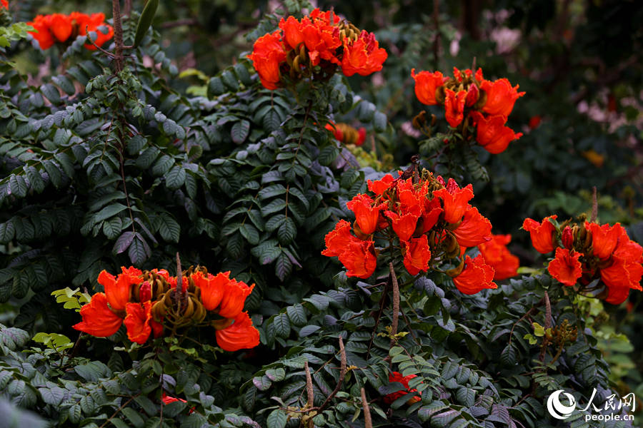 火焰木花朵聚成緊密的傘房式總狀花序。人民網(wǎng) 陳博攝