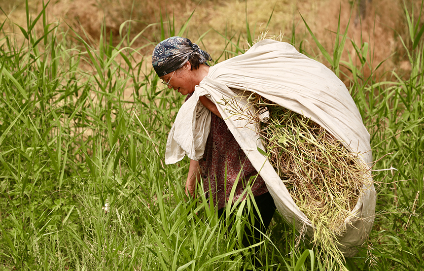 村民在收割油菜花，臉上綻放著豐收的喜悅。陳英華攝