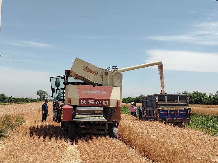 臨汾市堯都區(qū)賈得鄉(xiāng)大王村麥?zhǔn)宅F(xiàn)場(chǎng)。劉婷婷攝