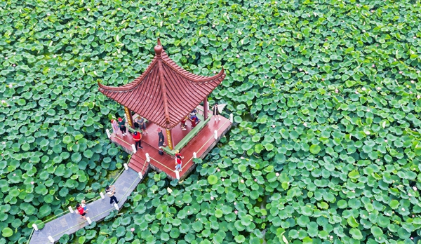 圖為金湖萬畝荷花蕩。陳義寶攝