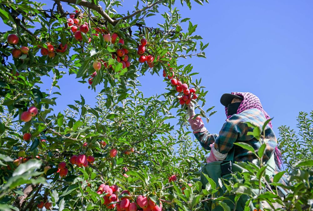牢牢守住不發(fā)生規(guī)模性返貧致貧底線——西部脫貧地區(qū)“5年過(guò)渡期”一線觀察