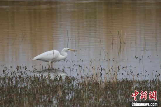 圖為大白鷺?？婶斂撕?托素湖自然保護(hù)區(qū)服務(wù)中心供圖 　　