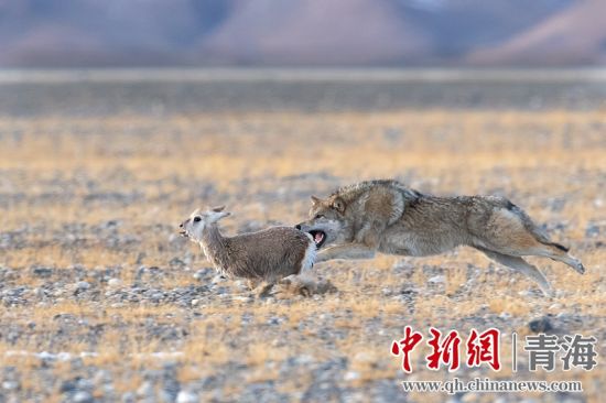 圖為獲獎(jiǎng)作品。同海元供圖