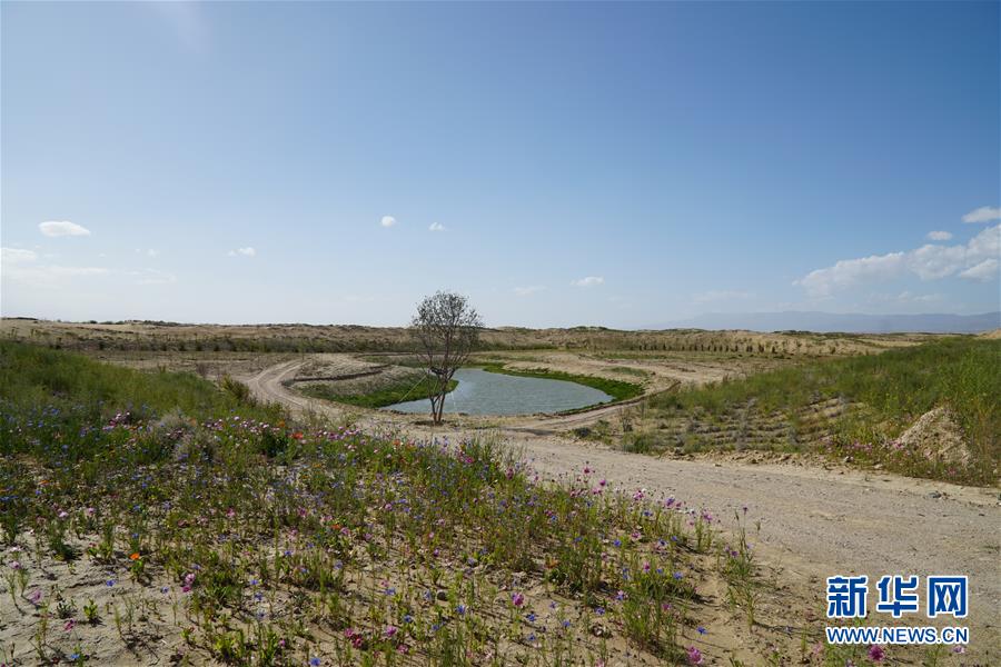 （決戰(zhàn)決勝脫貧攻堅(jiān)·圖文互動(dòng)）（4）高原鄉(xiāng)鎮(zhèn)沙珠玉 治沙斗貧成“綠?！薄嗪Ｊ」埠涂h沙珠玉鄉(xiāng)采訪見(jiàn)聞