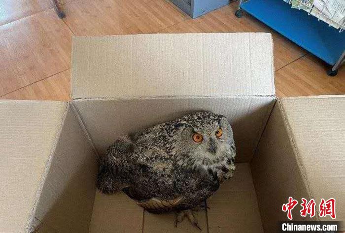 圖為青海省西寧市大通縣公安局森林警察大隊(duì)民警救助的國(guó)家二級(jí)保護(hù)野生動(dòng)物——雕鸮。　青海省公安廳森林警察總隊(duì)供圖 攝