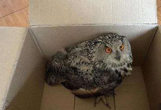 圖為青海省西寧市大通縣公安局森林警察大隊民警救助的國家二級保護野生動物——雕鸮?！∏嗪Ｊ」矎d森林警察總隊供圖 攝