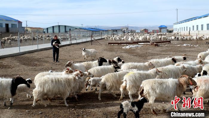 圖為馬金山查看羊羔長勢?！±铍h 攝