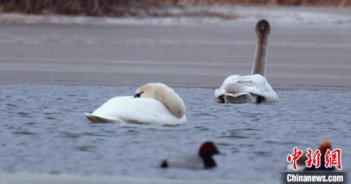 圖為疣鼻天鵝水面休憩。　青海國(guó)家公園觀鳥(niǎo)協(xié)會(huì)供圖 攝