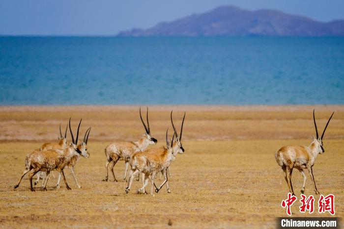 圖為西藏藏羚羊在色林錯(cuò)湖邊覓食，隨著保護(hù)措施的不斷加強(qiáng)，如今西藏藏羚羊種群數(shù)量獲得恢復(fù)性增長(zhǎng)?！〗w波 攝