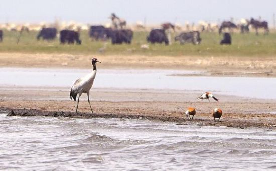  仙女灣一只黑頸鶴正在湖邊覓食。攝影：海東