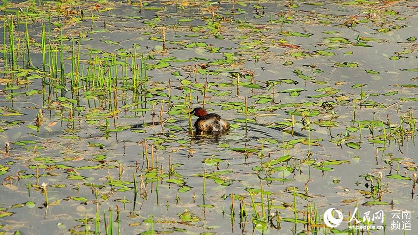 納帕海濕地內(nèi)遷徙停留的鳥。呂昊辰攝