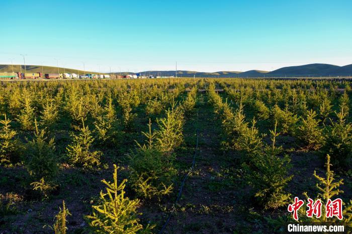 圖為科技團隊在海拔4500米的西藏那曲種出“小森林”，其中超過7成成功越過5個冬天?！〗w波 攝