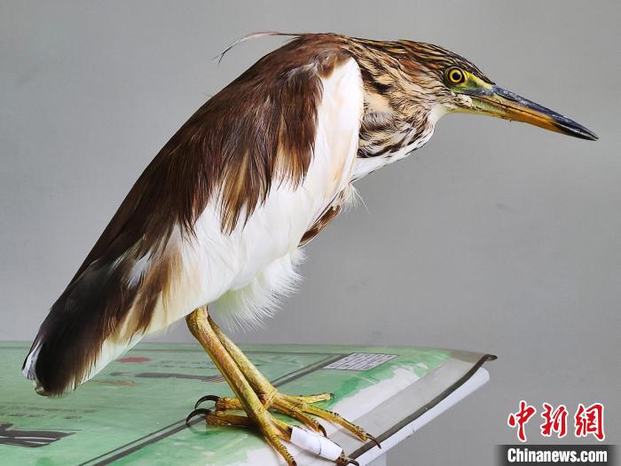 圖為被救助的國(guó)家一級(jí)重點(diǎn)保護(hù)動(dòng)物池鷺?！×鴿商?攝