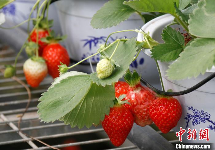 青?；ブ捍蛟烊珖畲蟾咴葺N苗繁育中心