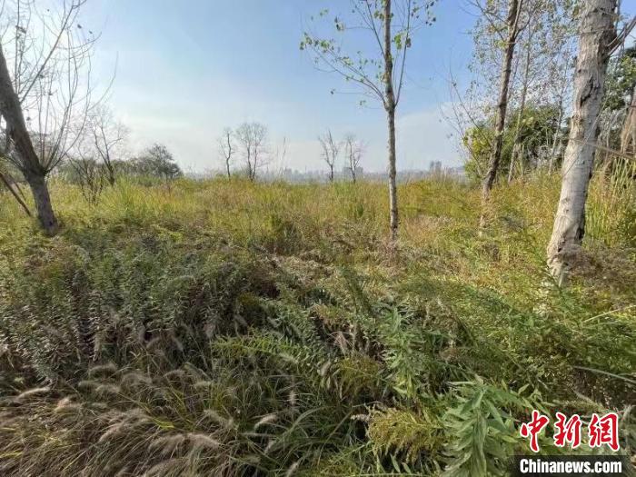 發(fā)現(xiàn)的加拿大一枝黃花?！畈?攝