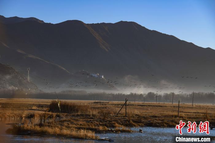 圖為拉薩市林周縣境內(nèi)飛翔的候鳥。　貢嘎來松 攝