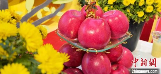 2021年10月15日，中國(guó)蘋(píng)果首屆產(chǎn)銷(xiāo)峰會(huì)暨甘肅平?jīng)龉焚Q(mào)易大會(huì)在平?jīng)鍪徐o寧縣開(kāi)幕。(資料圖) 魏建軍 攝